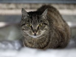 ����� �������� ����� ��������� �������